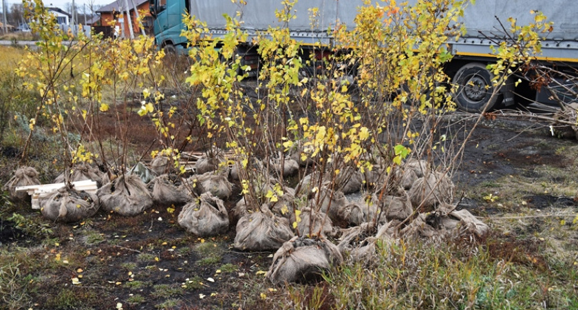 В микрорайоне Ласточкино гнездо проходит высадка деревьев