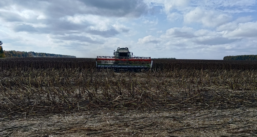 В Пензенской области работы по уборке зернобобовых культур завершены на 97 %