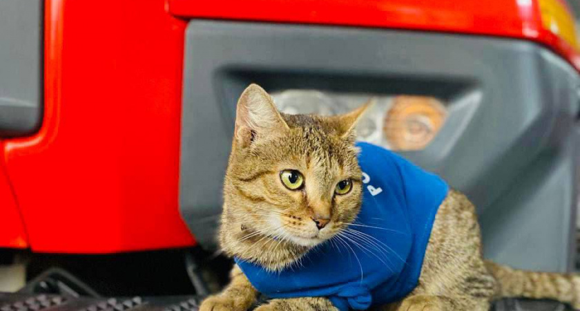 Кошка по кличке Лилия появилась в пожарной части Кузнецка 