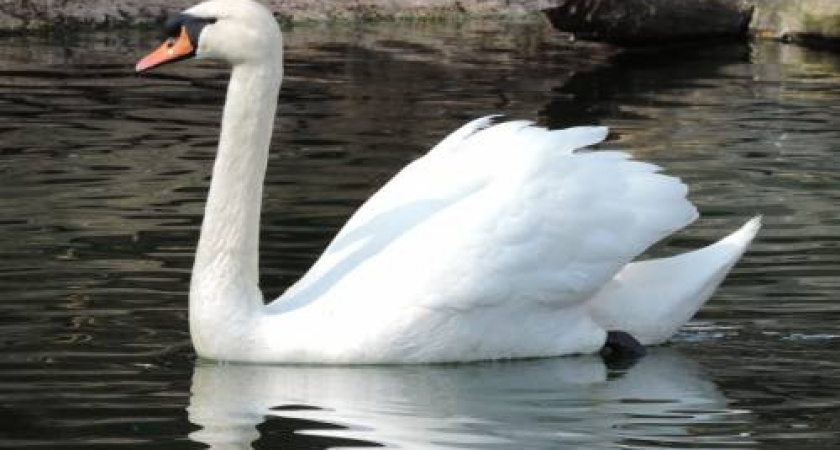 Жители Сосновоборского района заметили редкую птицу 