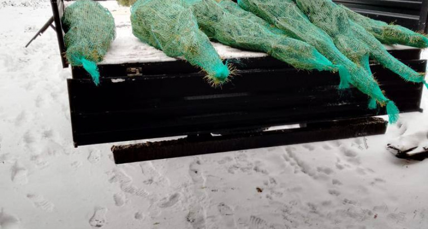 Елочки из Кузнецка отправились к детям Запорожской области 