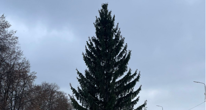 В Кузнецке на центральной площади поставили пышную главную елку