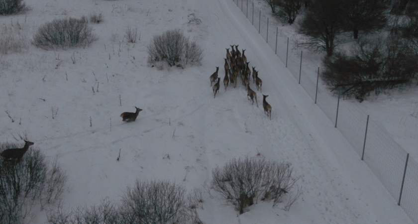 В охотничьи угодья Нижнеломовского района выпущено 25 особей венгерского благородного оленя