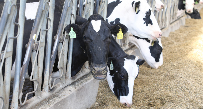 В двух районах Пензенской области выявлены случаи бешенства