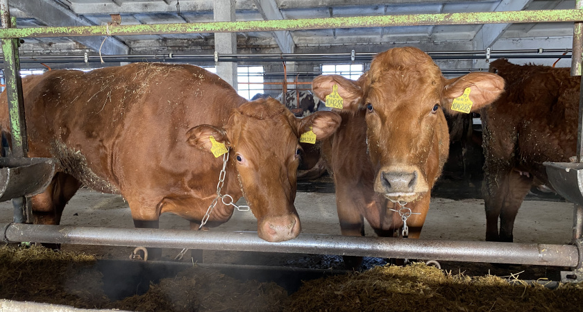 На два месяца в селе Вадинского района ввели карантин по бешенству животных