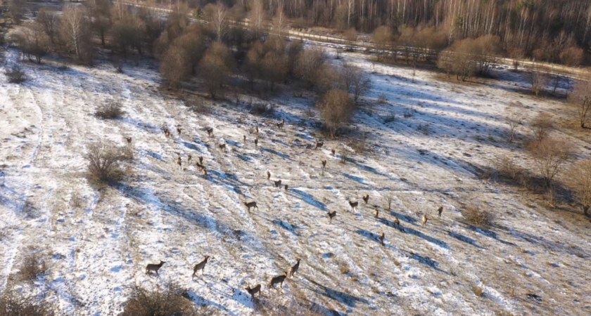 2,8 тысячи гектар выделили на содержание диких животных в Пензенской области 