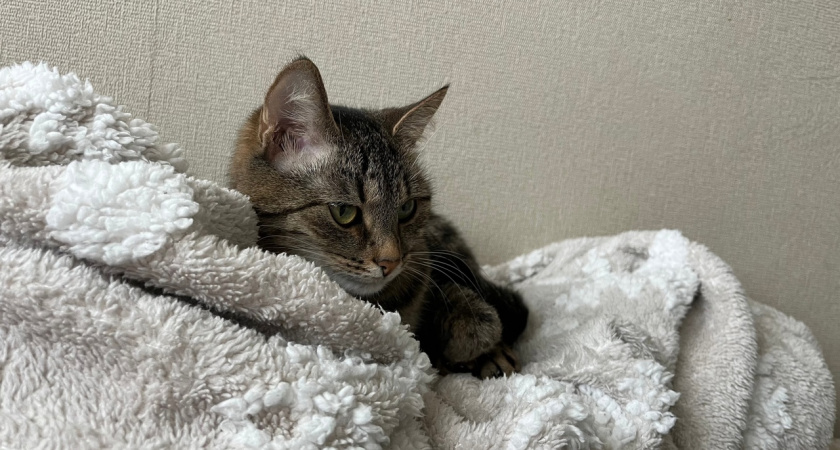 Домашние вампиры: шесть вещей в доме, которые крадут ваше здоровье день за днем