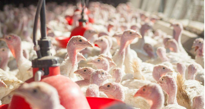 Жителям Пензенской области рассказали, как решить проблему плохого запаха с птицефабрик