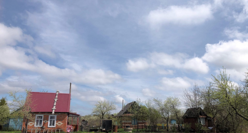 Теперь это крайне популярное растение у дачников нельзя выращивать: новый запрет для всех россиян