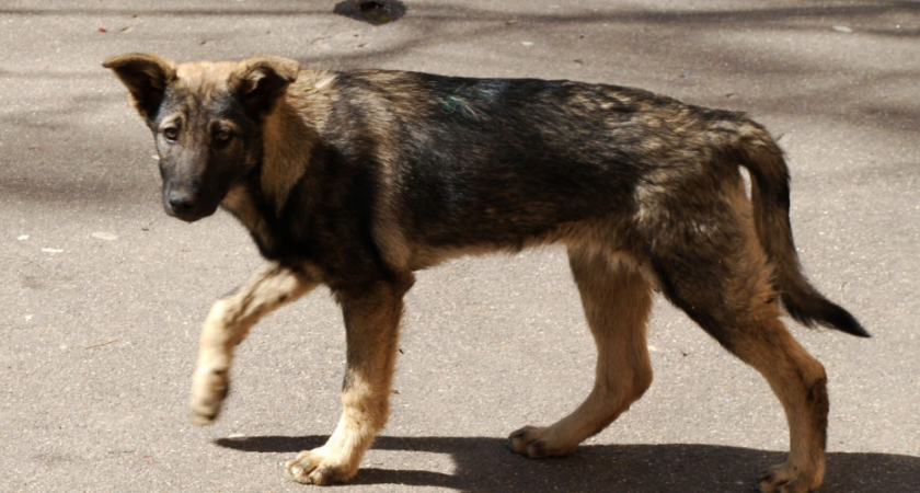 Глава Кузнецка рассказал о проблеме безнадзорных собак в городе