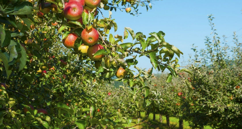 В трех районах Пензенской области высадят на 120 гектарах плодовын и ягодные культуры