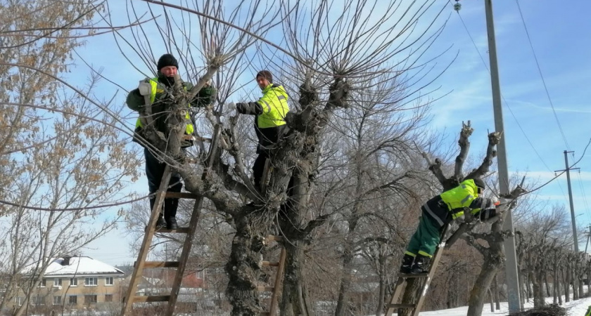 В Пензе продолжаются работы по кронированию деревьев и вырезке поросли 