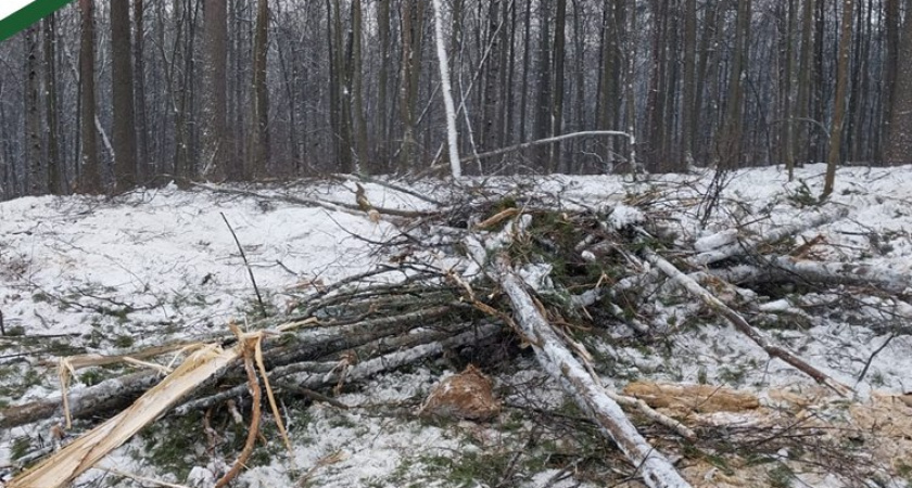 В Пензенской области накажут лесозаготовителей, нарушивших закон 13 раз 
