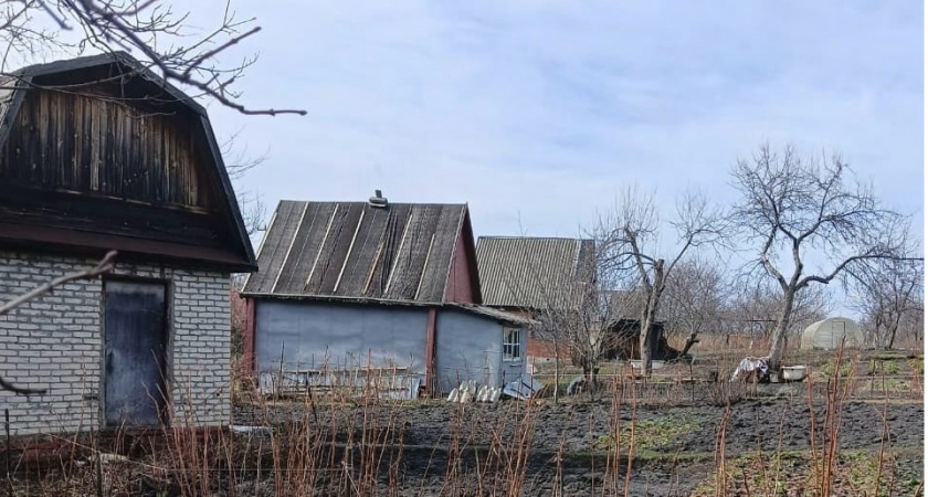 Не останется ни одного муравья: срочно посадите эту траву на даче или огороде 