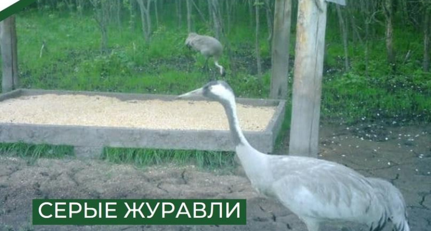 Фотоловушка в заказнике "Ломовский" поймала пару краснокнижных серых журавлей