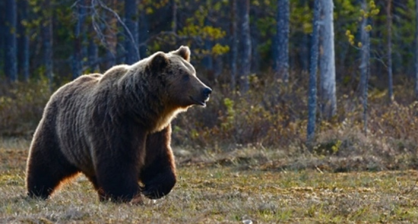 В Никольском районе был замечен бурый медведь