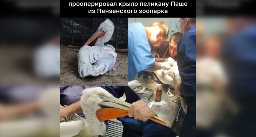 Пензенские травматологи спасли пеликана Пашу с переломанным крылом