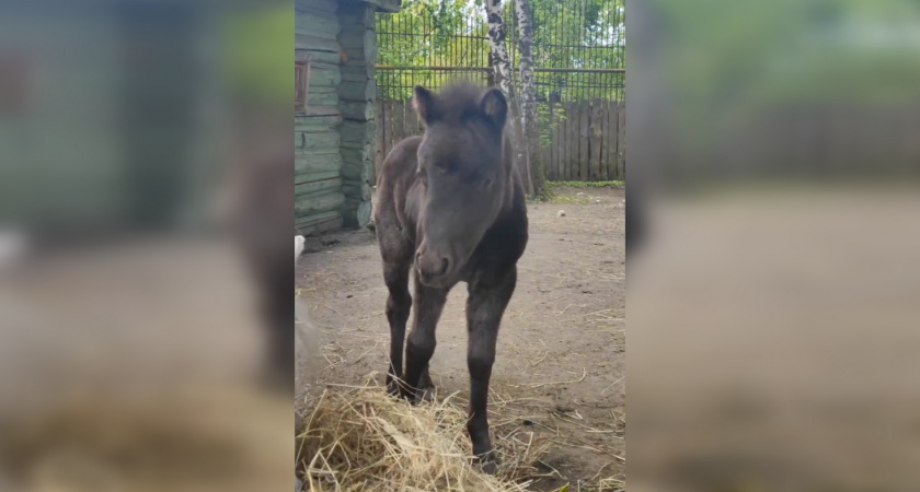 В Пензенском зоопарке родилась малышка Шетлендский пони