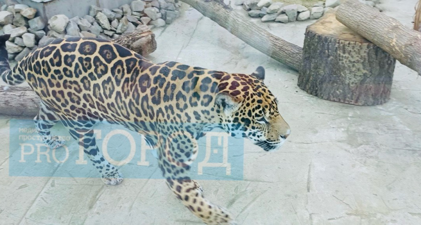 В Пензенский зоопарк привезут двух гепардов