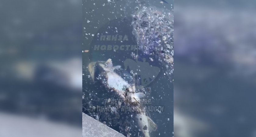 Мёртвую рыбу обнаружили пензенцы у Ростка в Суре 