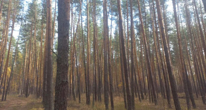 В Пензенской области из-за увеличения уровня пожарной опасности усилят меры безопасности в лесах