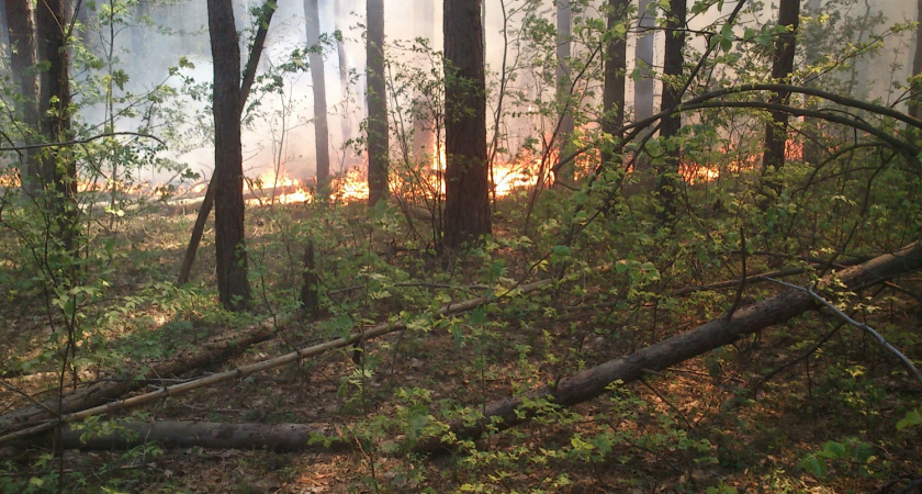 В Пензенской области потушили 9 лесных пожаров, площадью 4,244 га
