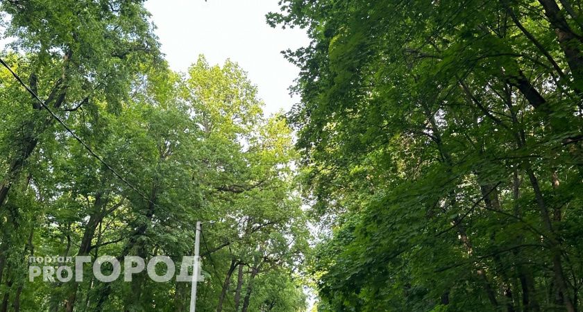 В Арбеково в планах создать новую зеленую зону