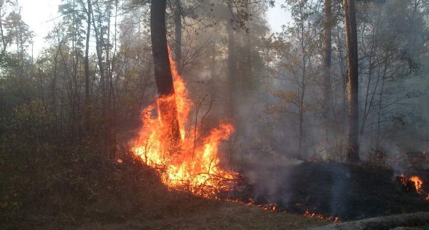 В Городищенском районе был ликвидирован крупный лесной пожар