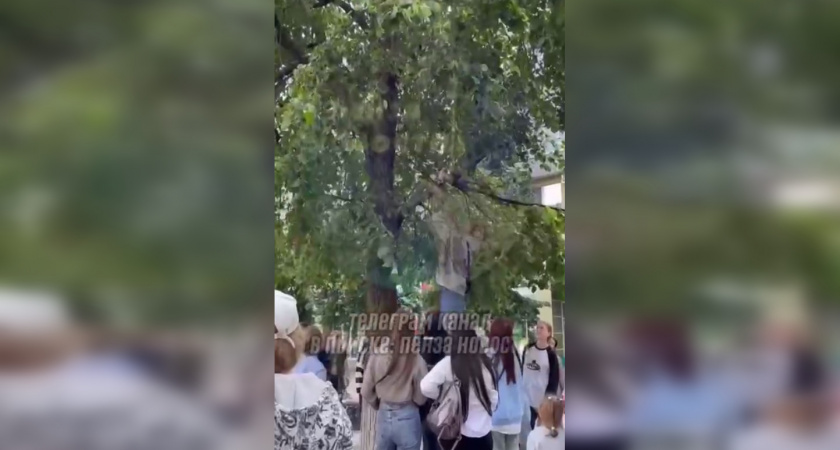 Пензенец спас котенка, застрявшего на дереве на Московской 
