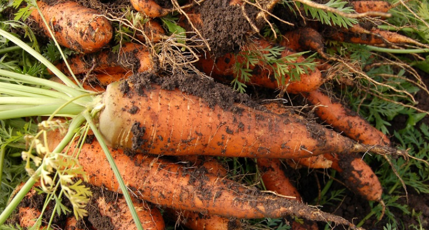 Начнет собирать морковь мешками: полейте грядку этим раствором — садовод раскрыл свой секрет