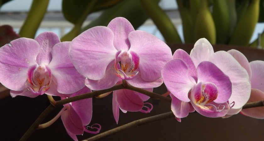 Орхидея просто обожает эту копеечную подкормку: один раз воспользуйтесь, и вы не узнаете свой цветок