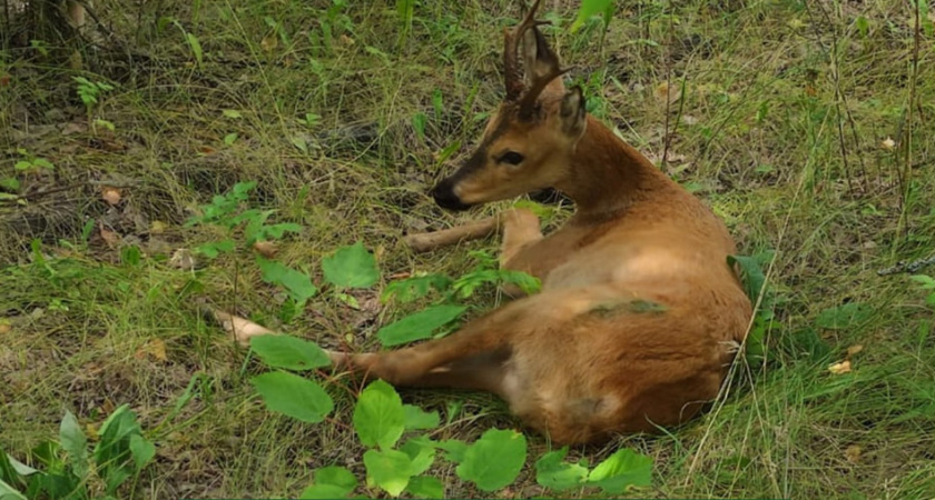 За сутки в Пензенской области насмерть сбили лося и косулю 