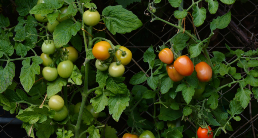 Всего 10 капель в ведро — и томаты не удержать: сохраняют все цветоносы, не болеют и бурно плодоносят 