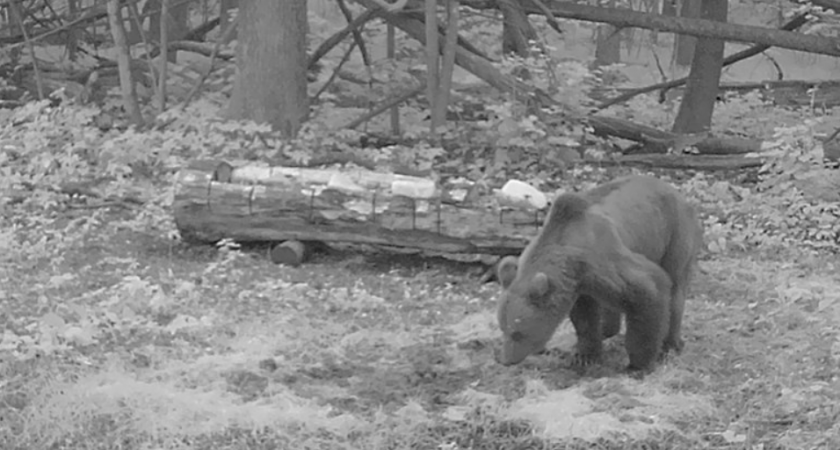 Вблизи села Вышелей Городищенского района фотоловушка поймала медведя