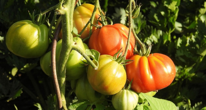 Всего 500 мл. под куст - и томаты бурно растут даже в июльскую жару. Будут плодоносить абсолютно все
