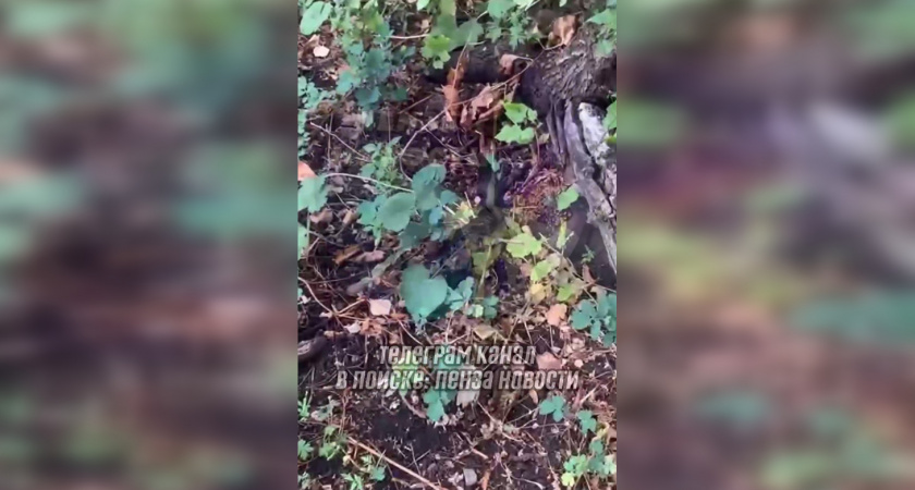 Пензенцы нашли упавшего птенца стрижа на земле у дерева