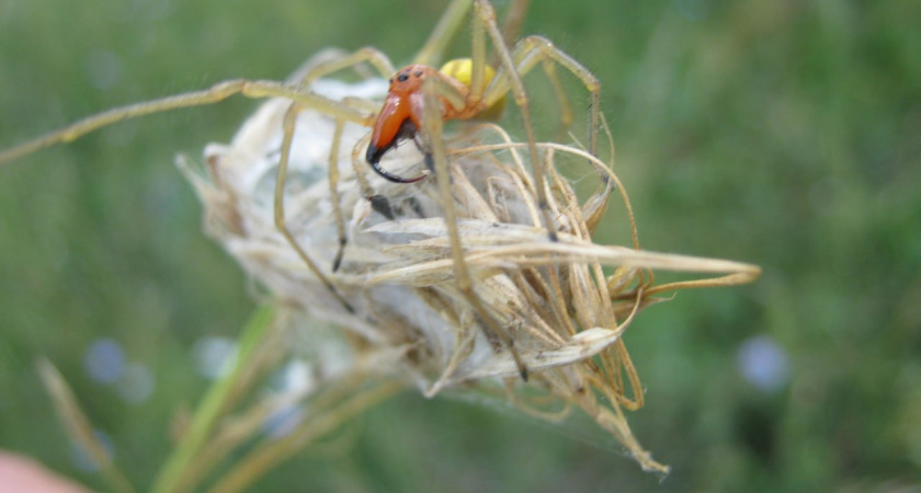В Пензенской области активизировались ядовитые пауки