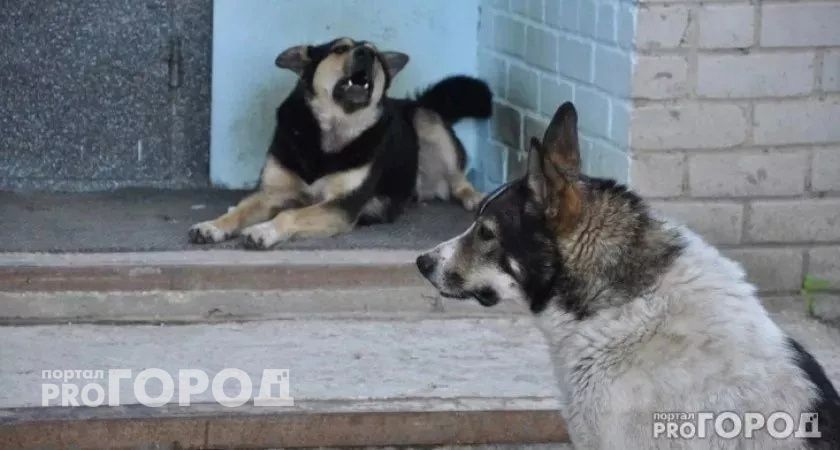 Глава Кузнецка Златогорский сообщил, что собаки атаковали детский садик №19