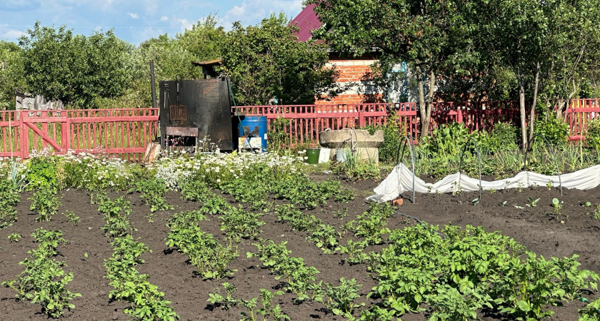 Что еще можно посадить в сентябре, чтобы получить мощный урожай до осенних заморозков