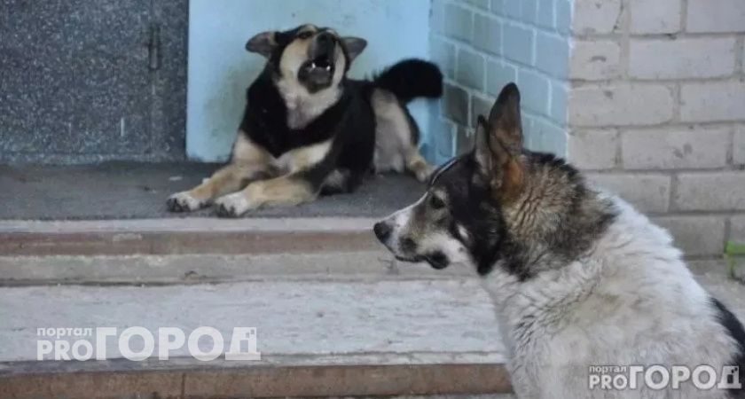 В Пензе агрессивных бездомных собак будут усыплять 