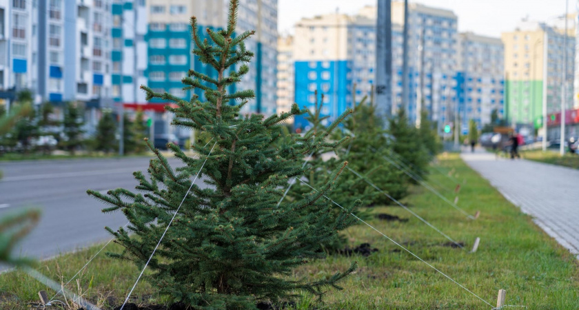 В Городе Спутнике обновляют зеленый фонд