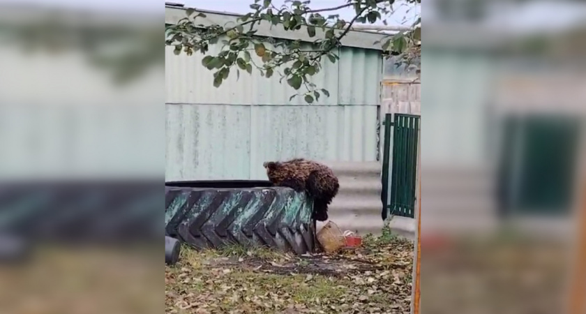 Годовалый медвежонок пришел в село Устьи Спасского района