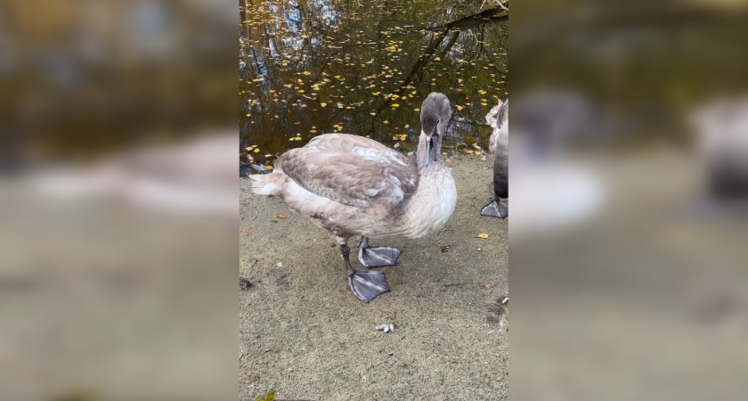 В Пензенском зоопарке показали, как выросли лебедята