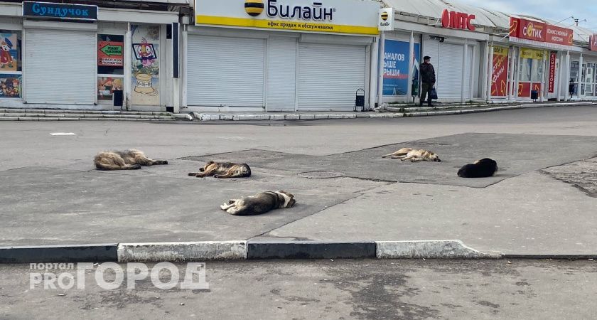 400 тысяч рублей потратят на отлов бездомных собак в Пензе