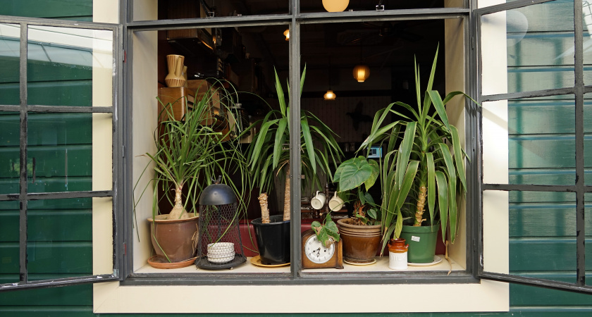 Эти цветы в жилище приносят финансовую удачу и счастье: проверьте — не пожалеете