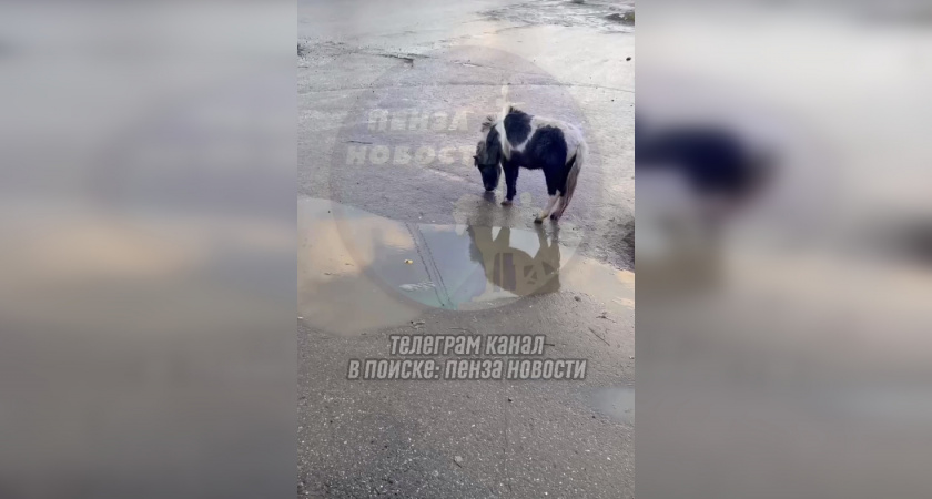 В Кузнецке вместо бродячих собак начали гулять пони