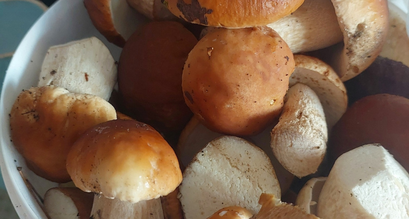 Яд в бульоне. Врач объяснила, из каких съедобных грибов лучше не варить суп
