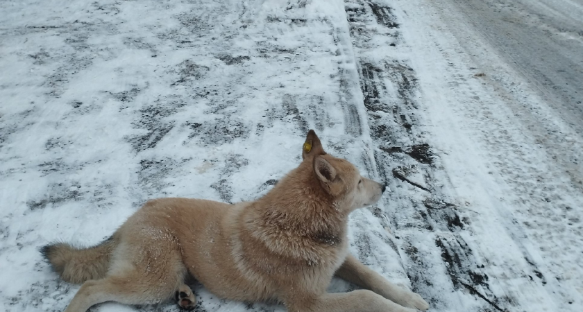 Волонтёры из Пензы ищут хозяина для необычного щенка 