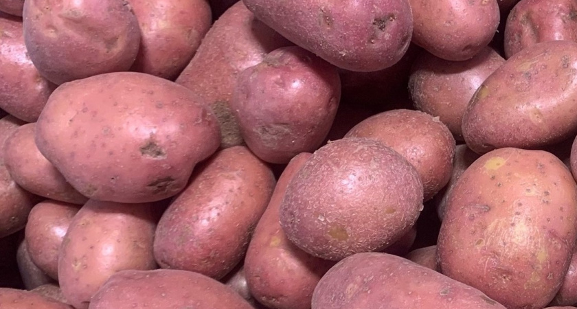 Попадёте в сектор "Приз": весенние секреты для получения больших картофельных клубней в фантастическом количестве