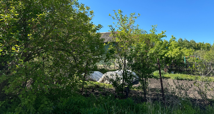 Каким окажется лето-2025 после аномально тёплой зимы: синоптики объяснили, к чему готовиться садоводам